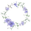 A floral wreath of the lilac clematis flowers, buds and curly branches with green leaves hand drawn in watercolor isolated on a white background. Watercolor illustration. Watercolor floral wreath.
