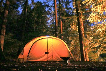 Wall Mural - camping in the forest