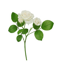 Wall Mural - white rose on transparent background