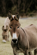 Donkey Looks Towards Camera