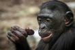 © Ralph Lear - a bonobo monkey eating a beet