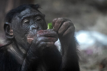 Wall Mural - a bonobo monkey eating a cucumber