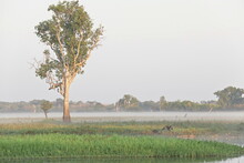 Misty Sunrise Over Yellow Water-Ngurrungurrudjba Billabong With Lone Paperbark Tree. Kakadu-Australia-211