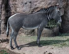 Grevy`s Zebra Eating Hay. Atin Name - Equus Grevyi