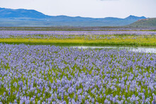 Usa, Idaho, Fairfield, Field Of Camas Lilies Bloom In Spring