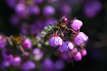 Wall Mural - Pink flowers of the Australian native River Rose, Bauera rubioides, family Cunoniaceae, growing in Sydney woodland, NSW. Endemic to heath and forest of east coast of Australia. Also called Dog Rose.