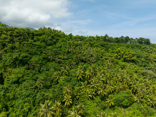 Poster - Top down view of the tropical forest jungle