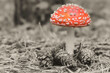 Beautiful - Red Fly Agaric Mushroom in Forests - Amanita Muscaria - Toadstool - Close-Up - Herbst Stimmung - Waldpilz - Glückspilz - Fliegenpilz - Colorkey - Background - High Quality Photo