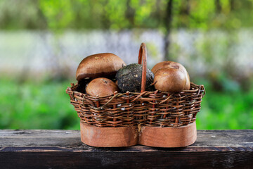 Canvas Print - Mushrooms freshly picked in the forest after the rain.