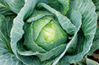 © alter_photo - green cabbage head growing in vegetable garden