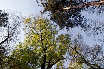 Poster - View of the tops of a colorful autumn forest with beautiful branched trees with lots of yellow, green and brown leaves, Sofia, Bulgaria 