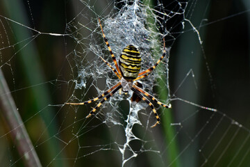 Wall Mural - Wasp spider // Wespenspinne, Zebraspinne (Argiope bruennichi) 