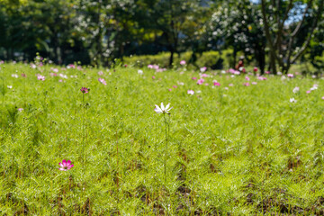 Wall Mural - Cosmos are blooming one by one in the field