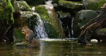 Red Squirrel Jump From A Rock With A Nut In The Mouth And Shake Off Water