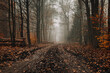 Droga w lesie jesienią 