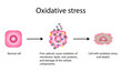 Oxidative stress. Free radicals cause oxidation of the cellular membrane proteins and lipids, and damage of the cellular components. vector illustration
