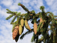 Closeup Pine Tree Branch With Cones And Blue Sky