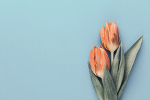 Orange Tulips On The Pastel Background.