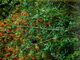 Canvas Print - Blackbird in a Pyracantha Bush