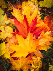 Wall Mural - Lovely bright red and yellow maple leaves. Autumn natural background with fallen leaves.