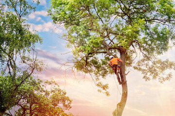 Arborist climbing up the tree and cutting branches off with small petrol chainsaw