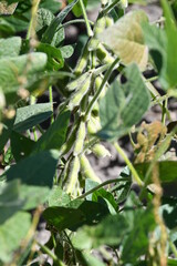 Wall Mural - Soybean Plant