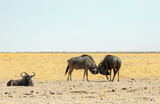 Fototapeta Sawanna - Tussling Blue Wildebeest on the edge of the Etosha Pan in Namibia, Southern Africa