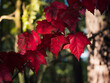 Jesienne, czerwone liście klonu oświetlone promieniami słońca