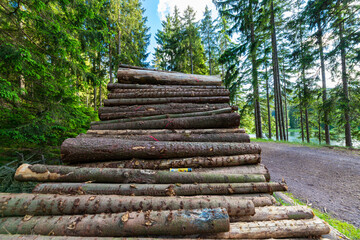 Wall Mural - Log trunks pile, the logging timber forest wood industry. Sawn trees from the forest. Heavy wood trunks. 