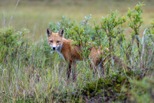 Red Fox In The Wild At Alaska Tundra