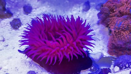 Wall Mural - Erdbeeranemone im Meerwasseraquarium.