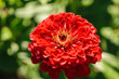 The flower zinnia red color in the garden