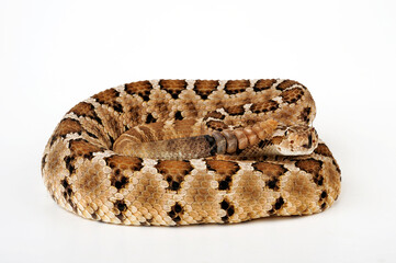 Poster - Baja California rattlesnake // Baja-Klapperschlange (Crotalus enyo enyo)