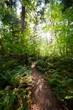 © Michael Marquand - Diablo Lake Trail, North Cascades National Park, Washington State, United States, North America