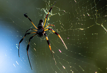 Wall Mural - spider on the web