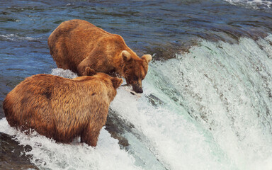 Wall Mural - Bear on Alaska