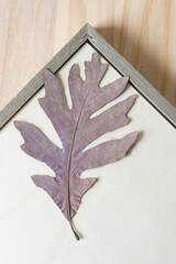 Wall Mural - verso side of a wood frame panel and oak leaf