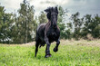 Portrait of a friesian horse in motion: A black friesian gelding running across a pasture in autumn at a rainy day outdoors