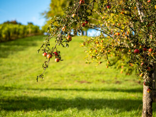 Wall Mural - Reife Äpfel am Baum