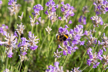 Wall Mural - striped bumblebees and bees collect nectar and pollinate purple lavender flowers