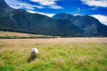 Sheep In The Matukituki Valley, Mt. Aspiring National Park, New Zealand