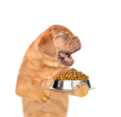 Wall Mural - Laughing mastiff puppy holding bowl of dry dog food and looking away on empty space. isolated on white background