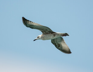 Wall Mural - Seagull in flight against the sky.