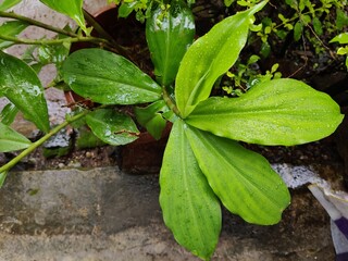 Chamaecostus cuspidatus, common name fiery costus or spiral flag, is a species of herbaceous plant in the family Costaceae native to eastern Brazil. In India, it is known as insulin plant