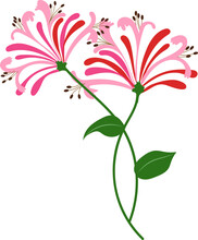 Cartoon Botanic Garden Plant Flower Pink Honeysuckle