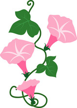 Cartoon Botanic Garden Plant Pink Morning Glory Flower