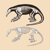 Fototapeta  - Skeleton northern tamandua vector illustration animal