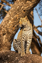 Male Leopard ( Panthera Pardus) In A Tree, Sabi Sands Game Reserve, South Africa.