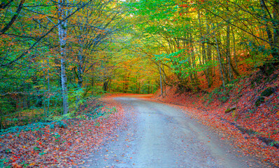 Poster - Autumn forest landscape with sun rays - Autumn landscape in (seven lakes) National park of  Yedigoller, Turkey