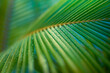 © icemanphotos - Tropical background green coconut palm leaf. Closeup nature view of palm leaves background textures after rain, relaxing natural sunlight. Exotic nature pattern, botany jungle, artistic foliage